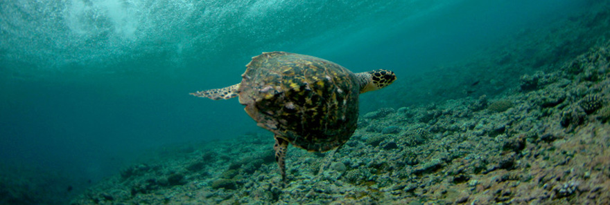 turtle
