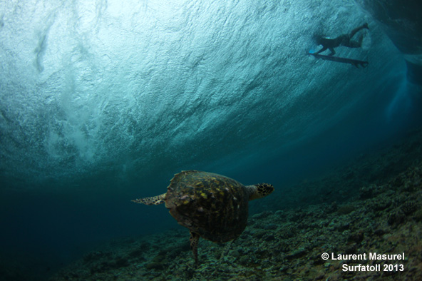 Masurel_turtel_maldives