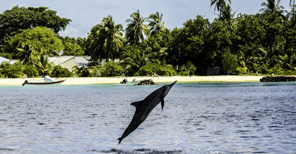 maldives_surf